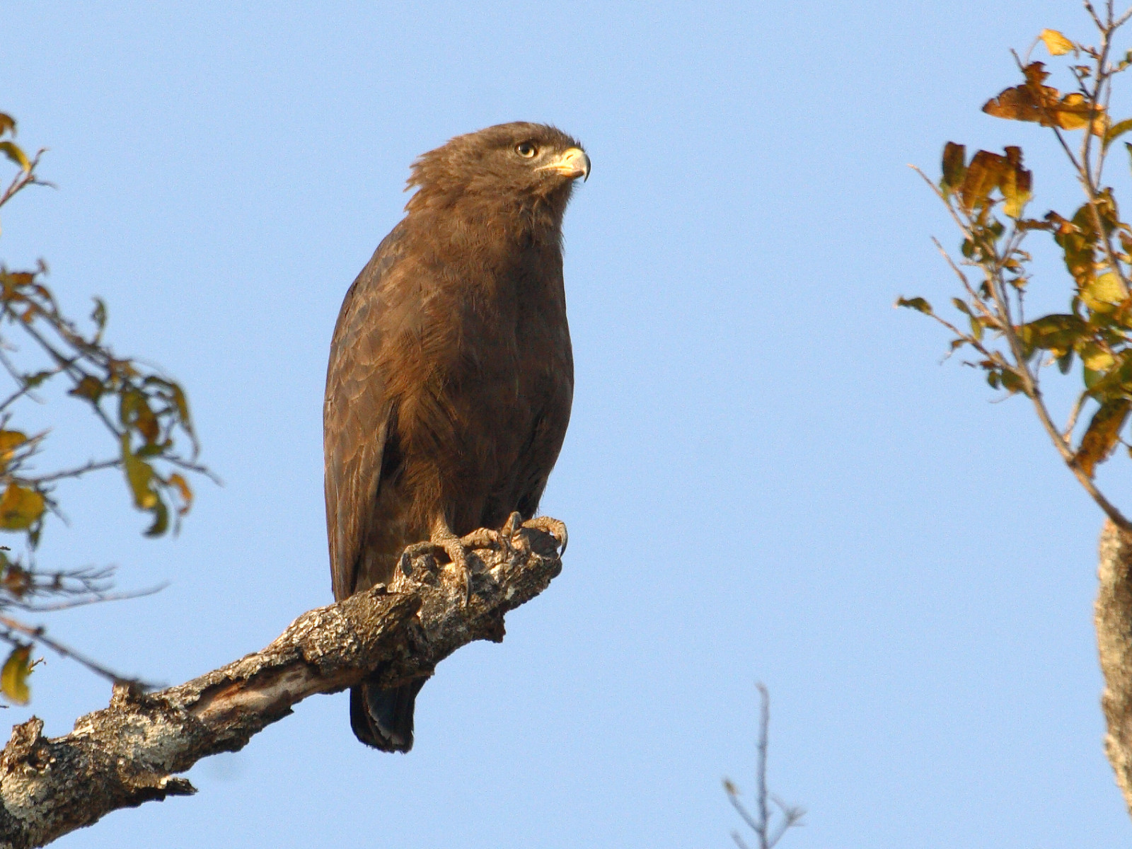 image Banded Snake-Eagle